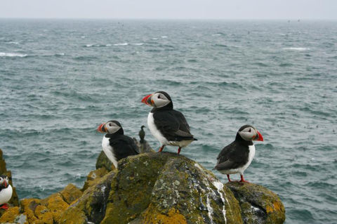 puffins on a rock with a sea background