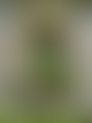 rustic stone wall with an alcove. Inside the alcove is a stone vase with a rose bush planted in it.