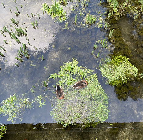 Ducks on the river in Bibury