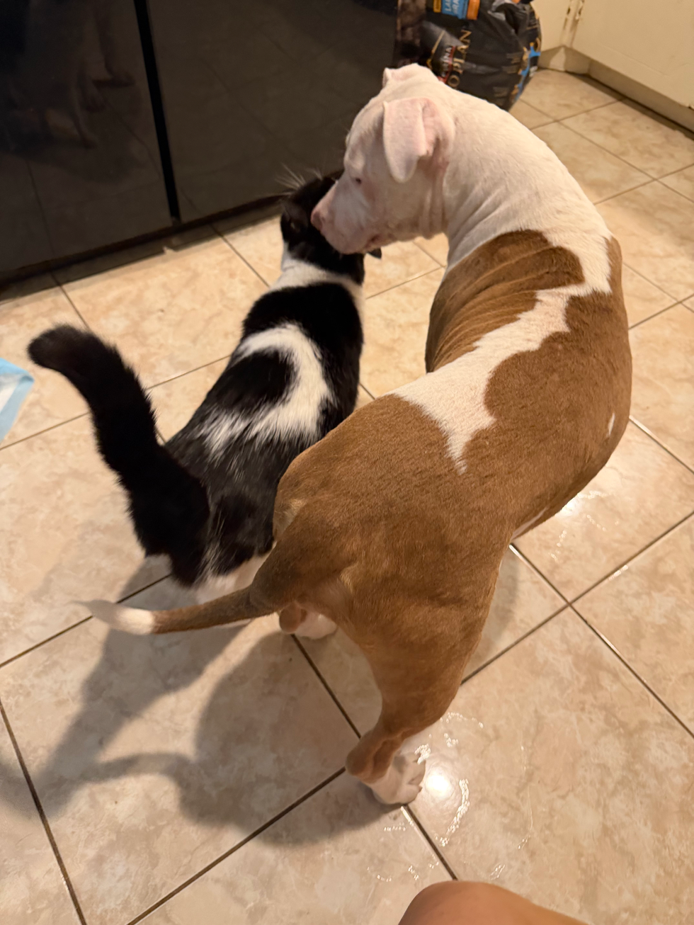 Ruffles loves cats