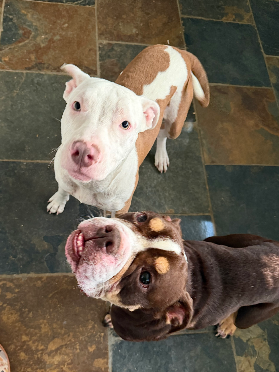 "You has treats?"