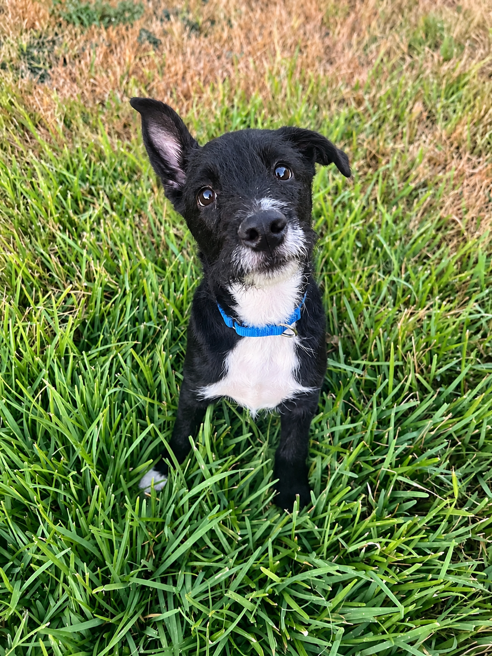 Undecided ears