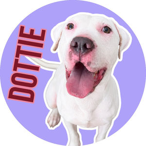 Dottie