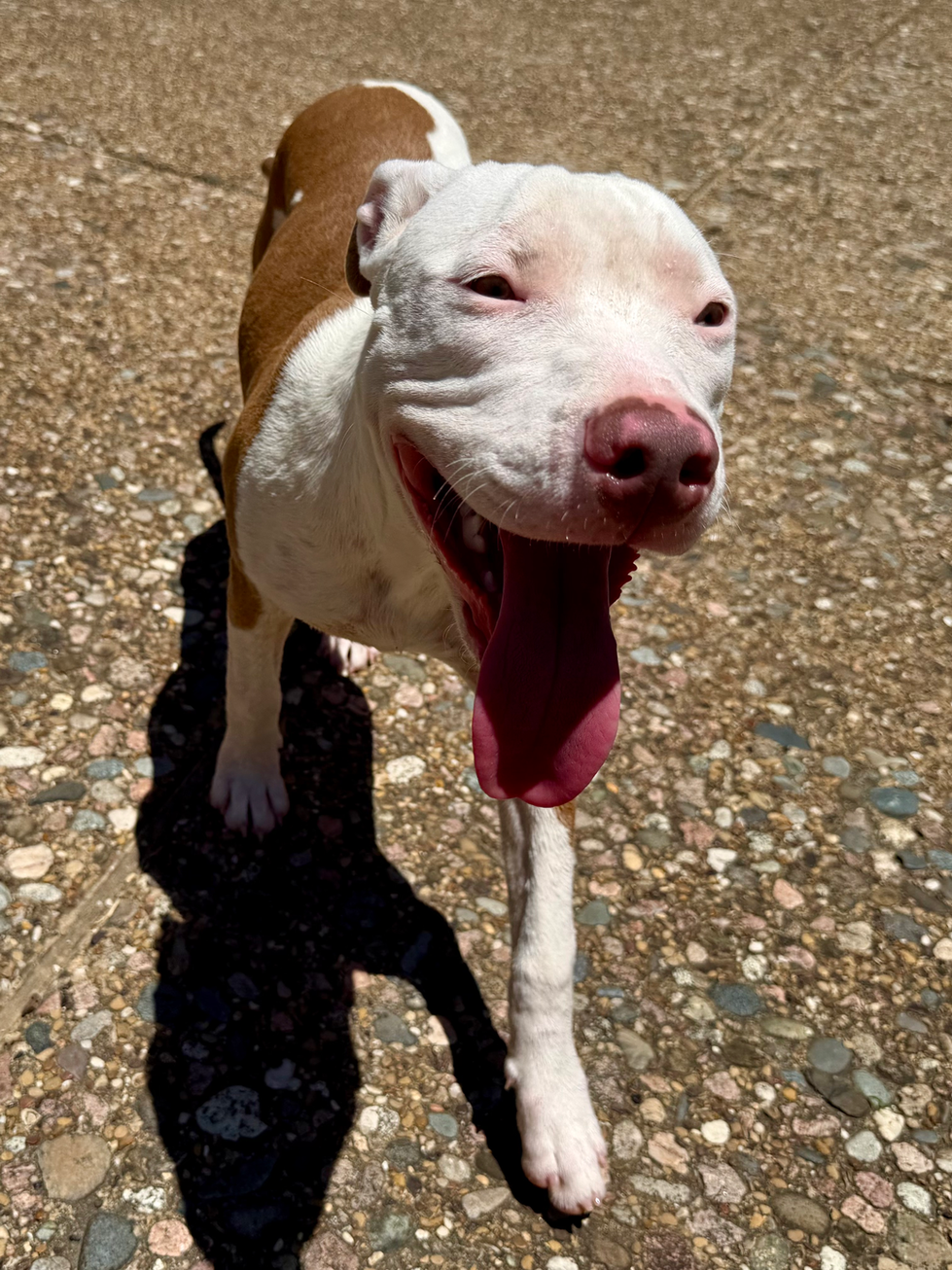 BIG GRIN
