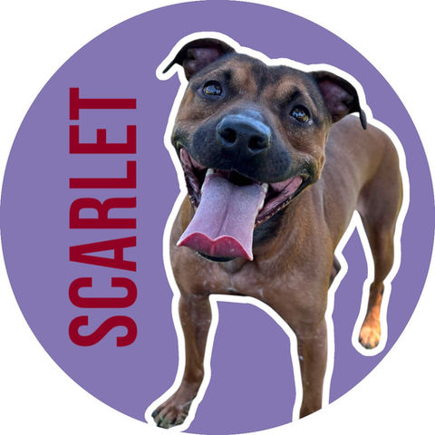 Scarlet