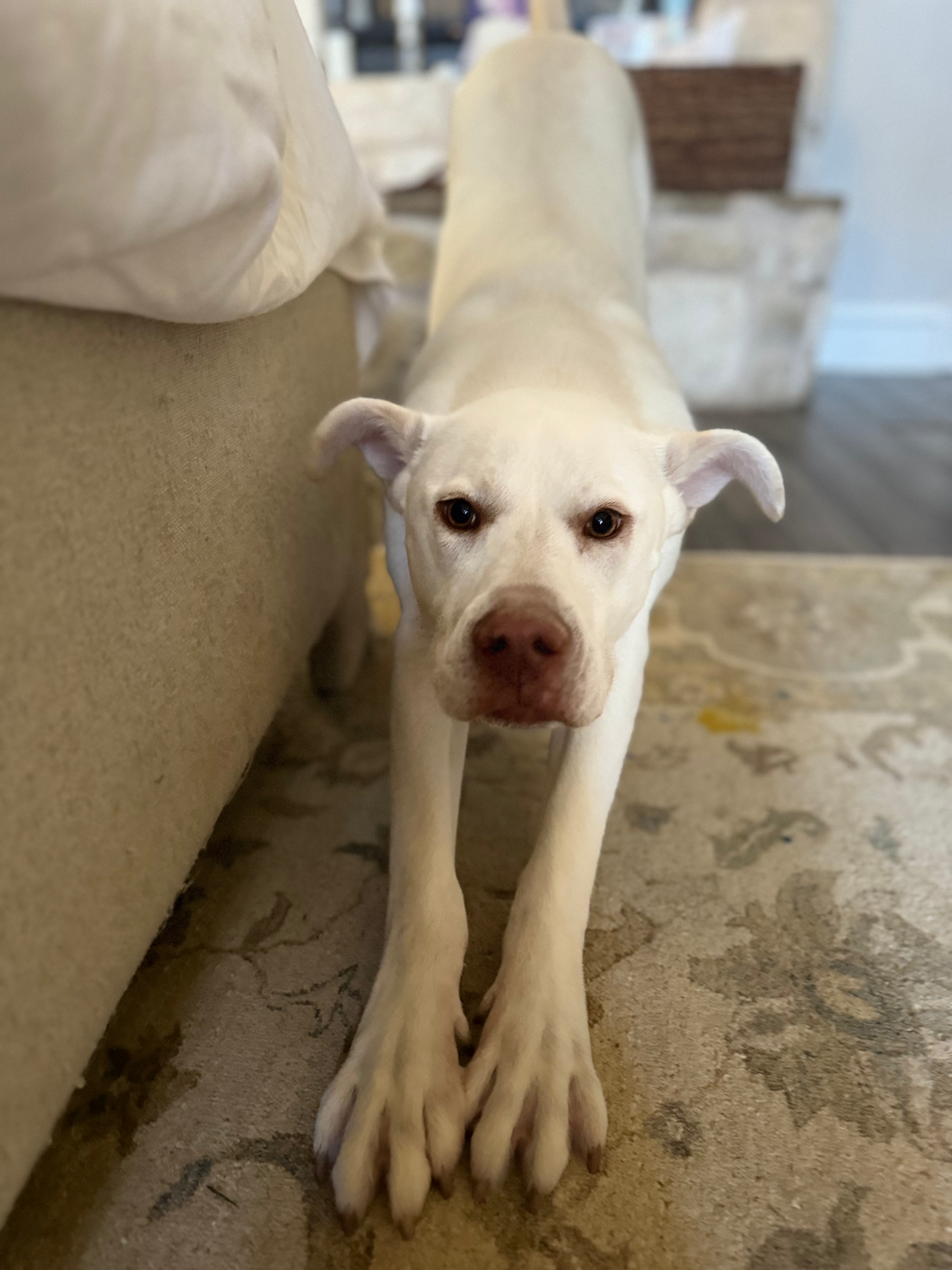 Big stretch