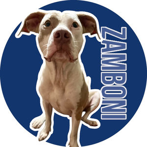 Zamboni
