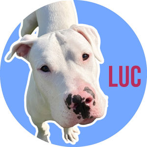 Luc