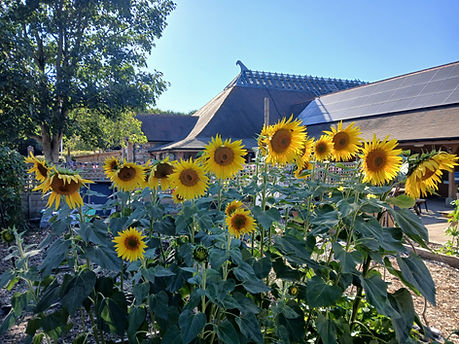 School sunflower patch