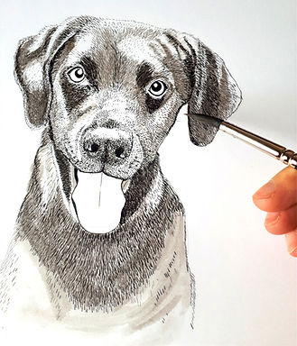 Pet illustration black Labrador dog drawing painting ink and watercolour