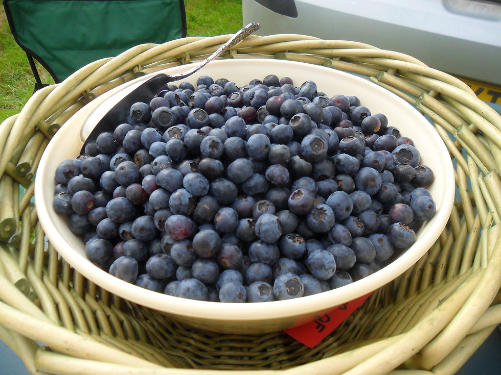 Blueberries fresh picked farm exmoor somerset market fruit