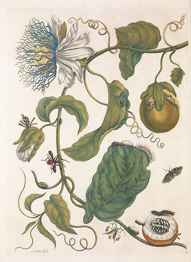 archival botanical print