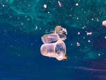 The Effects of Marine Biology on the Environment
