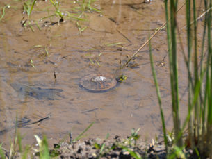 A turtle in muddy waters being used to describe the Chicago statements current situation.