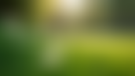 Springtime Spruce-Up: Tips for Neighborly Beautification