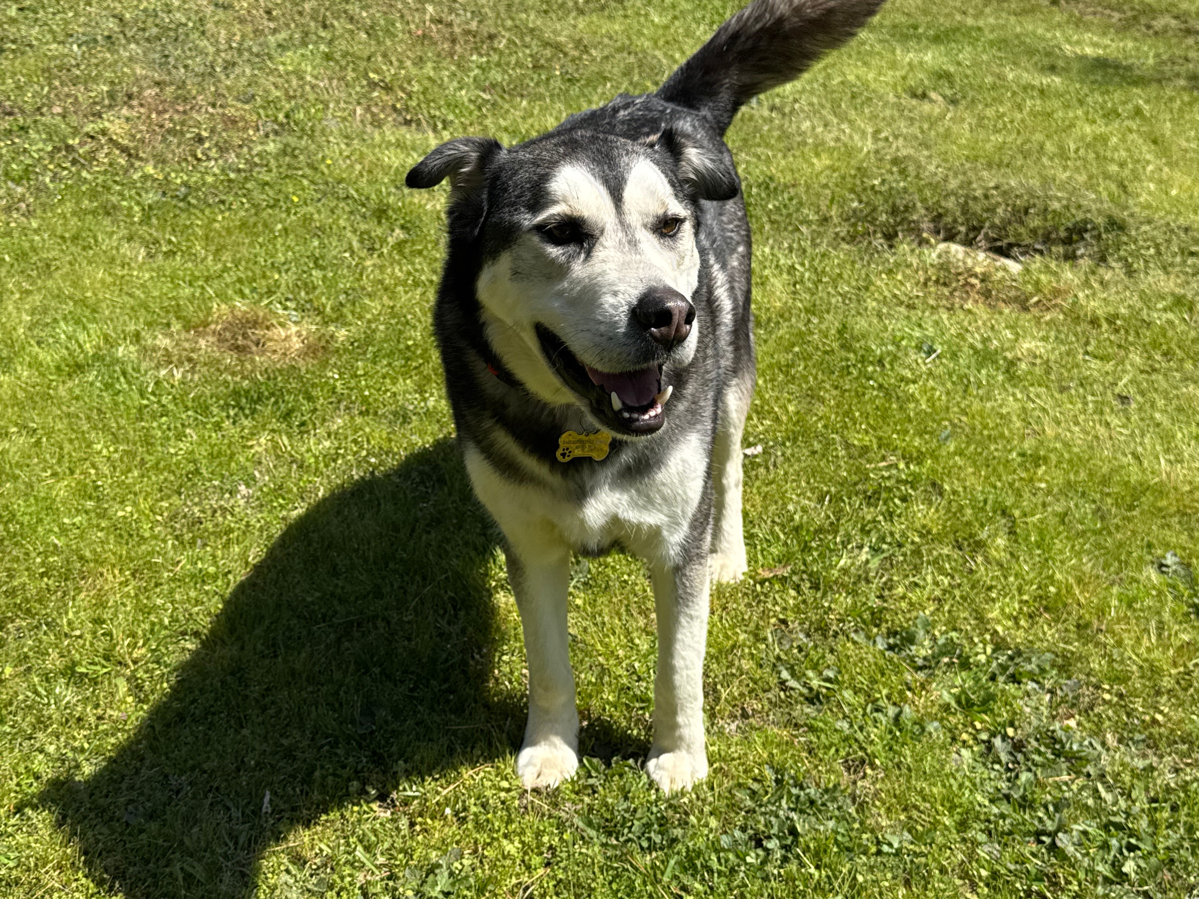 ROSCOE