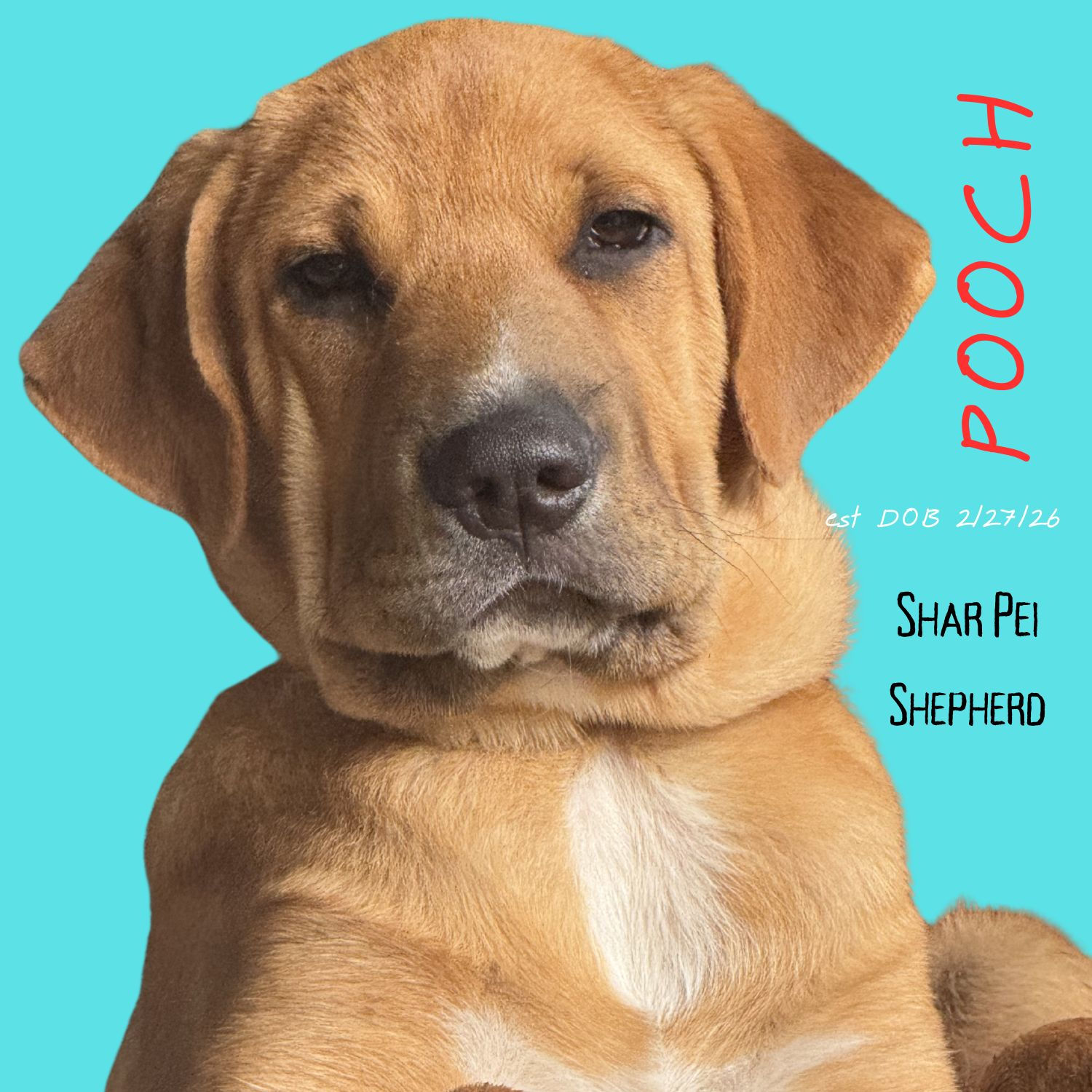 Pooch