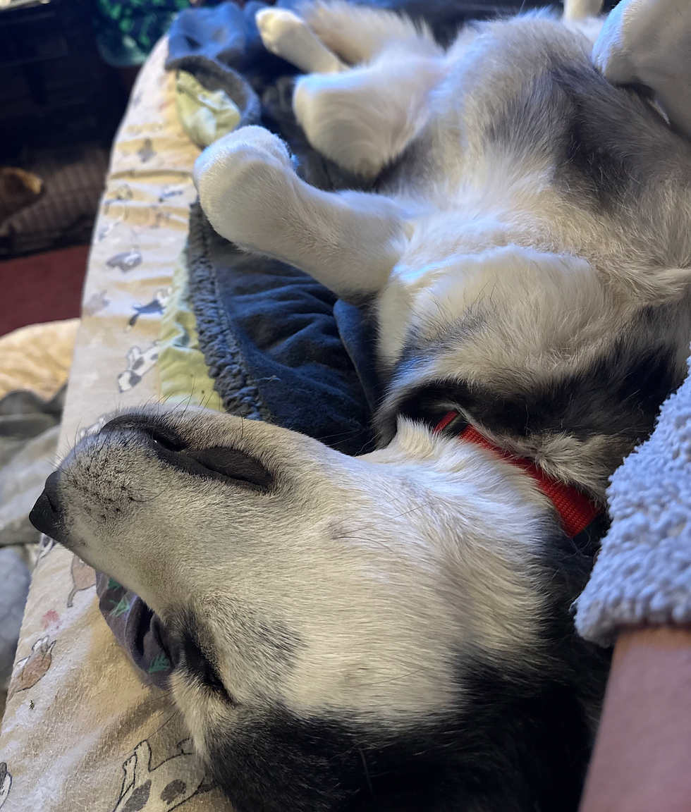 Thumbnail: ROSCOE