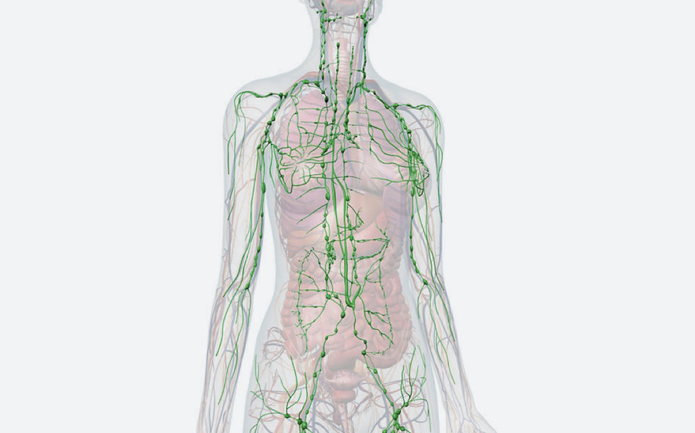 Lymphatic Pathways