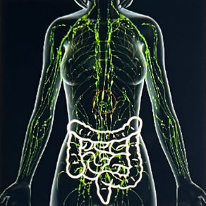 The Gut–Lymph Connection: How Your Digestive and Lymphatic Systems Work Together