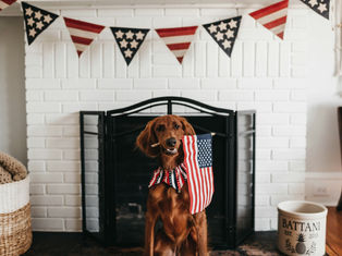 Dog with USA flag