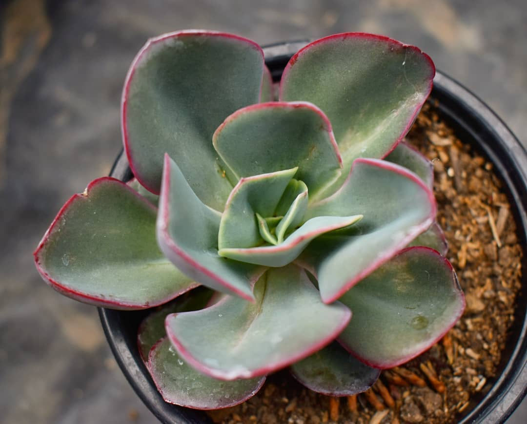 Echeveria