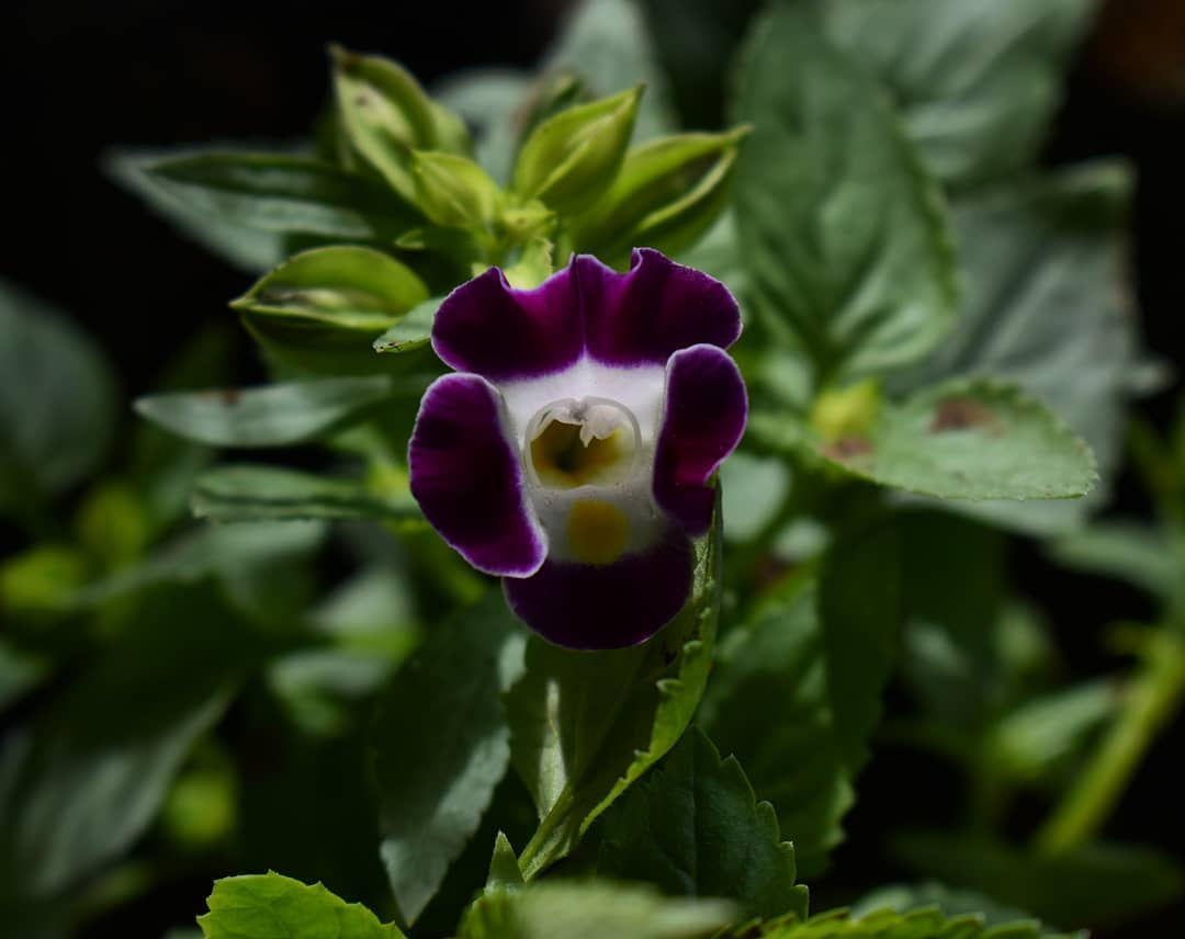 Torenias