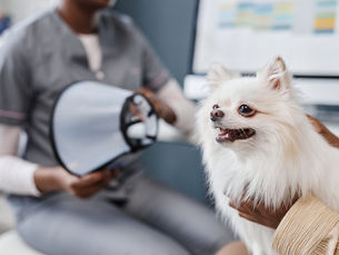 chien vétérinaire rendez-vous