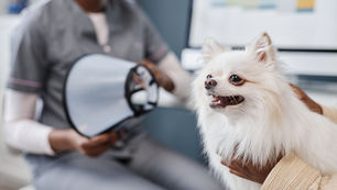 chien vétérinaire rendez-vous