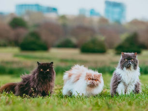 Trois chats persans duveteux assis dans l’herbe d’un parc, fond flou de ville, regard sérieux.