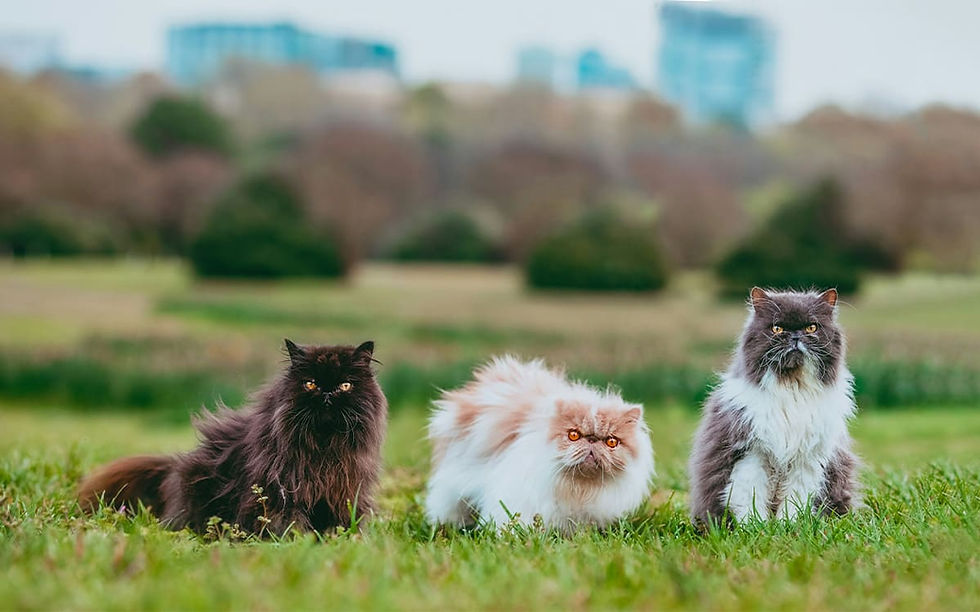 Trois chats à poils longs posent dans un parc verdoyant avec des buissons et des immeubles en arrière-plan, regard sérieux.