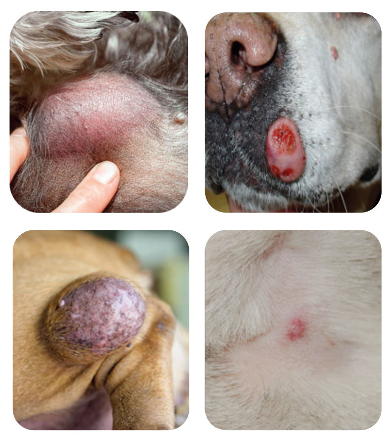 Collage of close-ups showing red and tumorous skin lesions on a dog, against a white background.