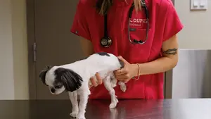 Consultation vétérinaire chien gériatrie patient