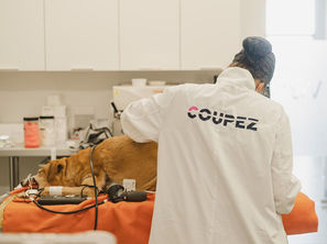 Technicien en blouse blanche avec texte "COUPEZ" s'occupe d'un chien sur une table orange, dans une salle blanche équipée. Ambiance professionnelle.