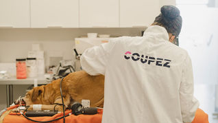 Technicien en blouse blanche avec texte "COUPEZ" s'occupe d'un chien sur une table orange, dans une salle blanche équipée. Ambiance professionnelle.