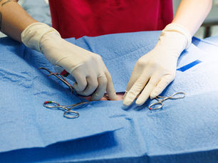chirurgie veterinaire avec ciseaux et gants steriles