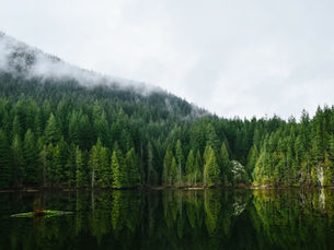 Forêt de sapins brumeuse sur une montagne, reflet dans un lac calme sous ciel gris.