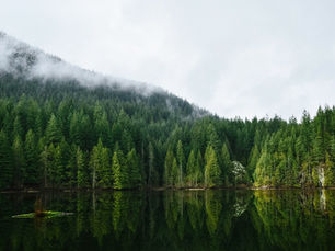 Forêt de sapins brumeuse sur une montagne, reflet dans un lac calme sous ciel gris.