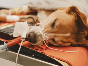 Chien endormi sur une table vétérinaire, relié à des tubes et capteurs, sous une couverture, ambiance médicale calme.