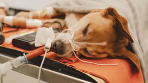 Chien endormi sur une table vétérinaire, relié à des tubes et capteurs, sous une couverture, ambiance médicale calme.