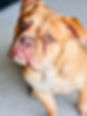 Red Sable Olde English Bulldogge