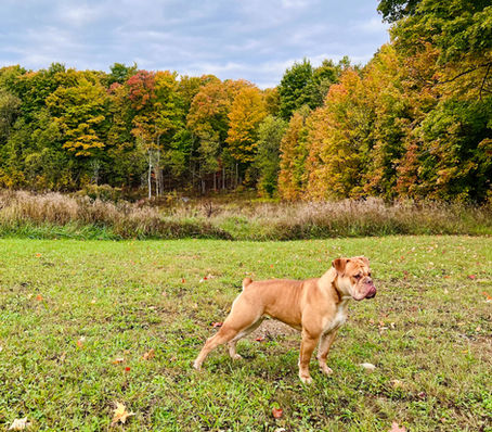 Discover the healthier bulldog choice : English Bulldog vs Olde English Bulldogges