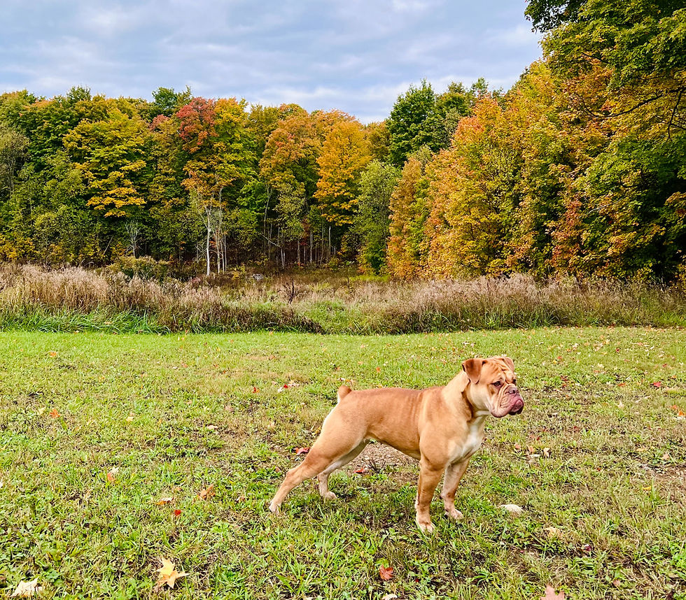 Eye-level view of a healthy Olde English Bulldogge playing in a grassy field