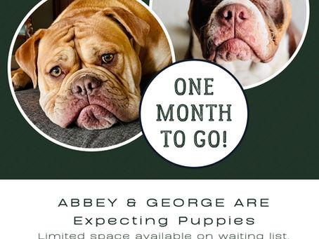 Olde English Bulldog Puppies For Sale…. Well soon, only 1 month to go!