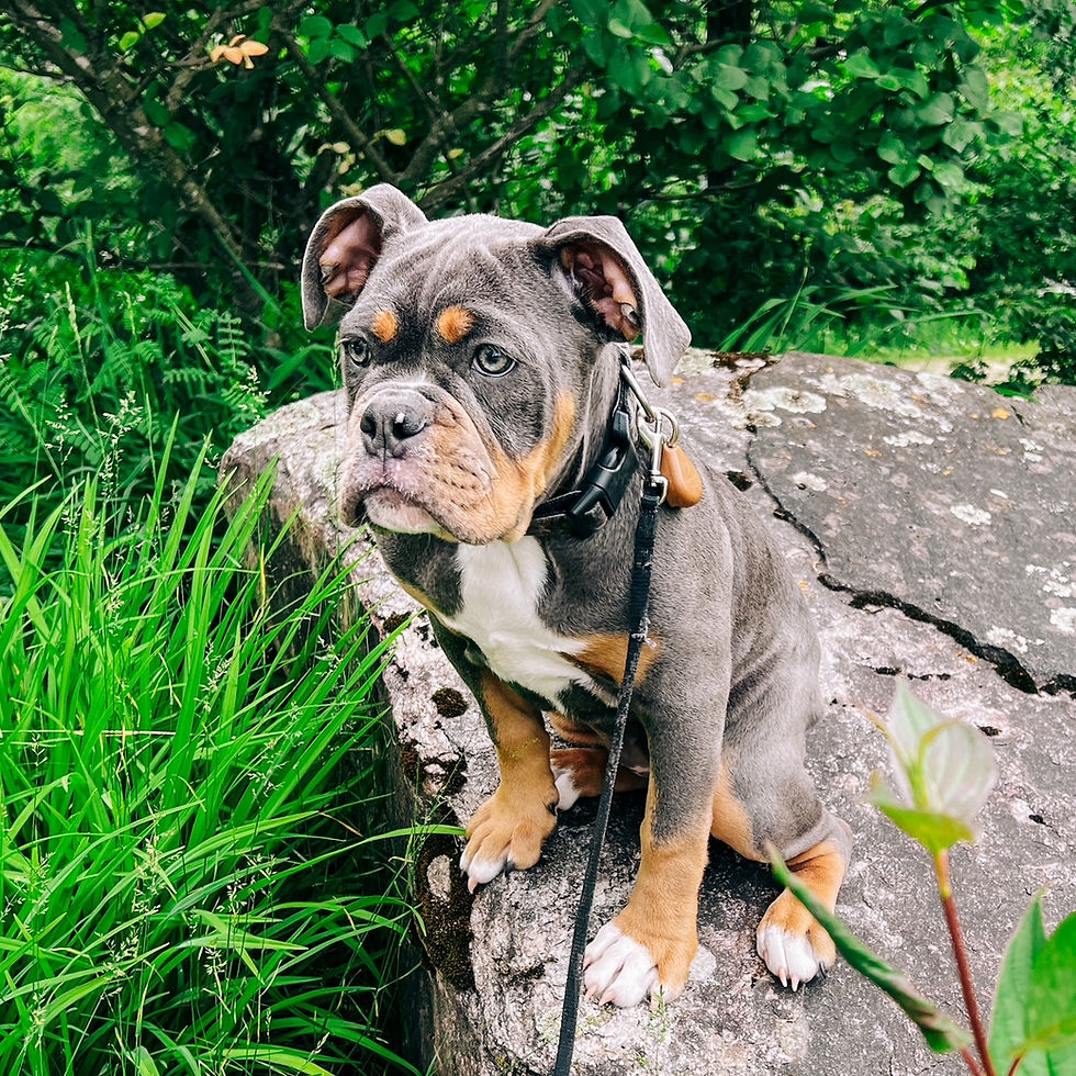 Blur Tri Olde English Bulldogge - Beaver Valley Bulldogges
