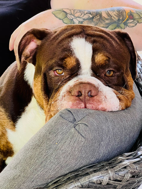 chocolate trindle olde english bulldogge