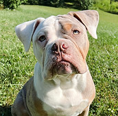 Olde English Bulldogge Watson