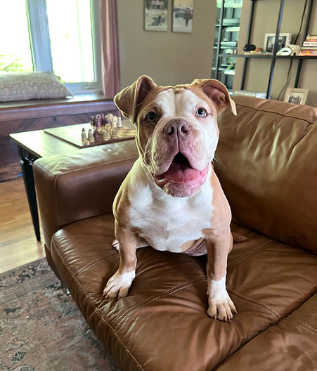 Diluted Red and White Olde English Bulldogge
