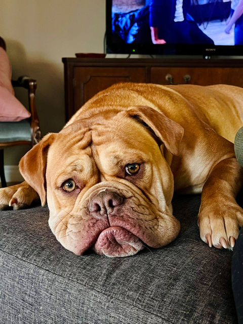 Olde English Bulldogges