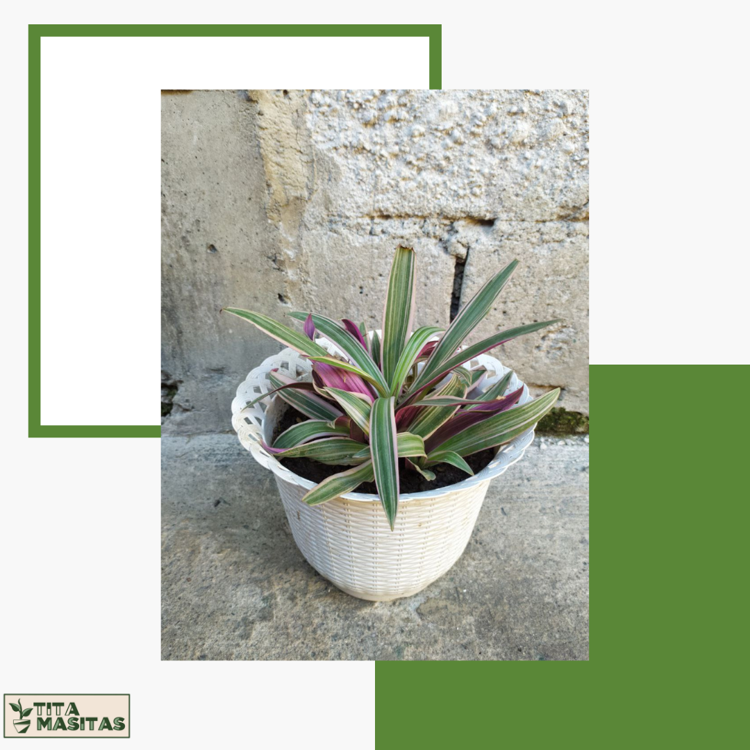 Ornamental Plant